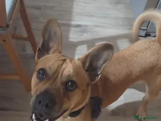 Meticcio cani Meticcio (incrocio bull dog francese) - Annuncio 23