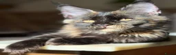 Maine Coon gatti in vendita: Cucciola Maine Coon Black tortie- Pedigree Anfi - Annuncio 1