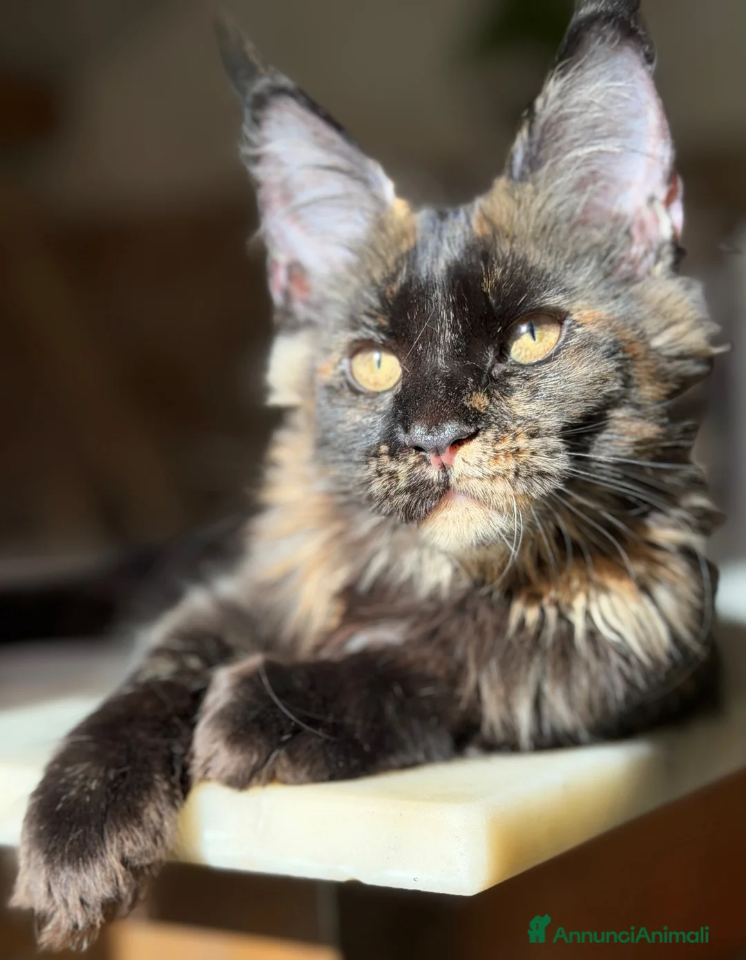 Maine Coon gatti in vendita: Cucciola Maine Coon Black tortie- Pedigree Anfi - Annuncio 1
