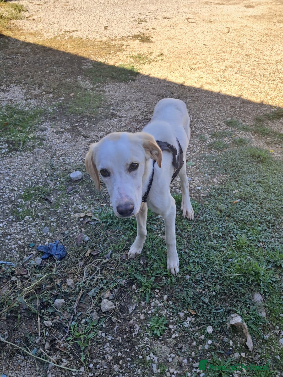 Meticcio cani in regalo: YUMA una dolcissima pelosetta in cerca di amore  - Annuncio 2