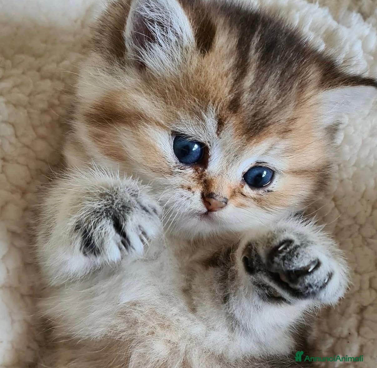 British gatti Bellissimi cuccioli di british shorthair golden - Annuncio 1