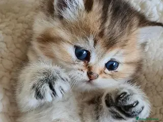 British gatti Bellissimi cuccioli di british shorthair golden - Annuncio 4