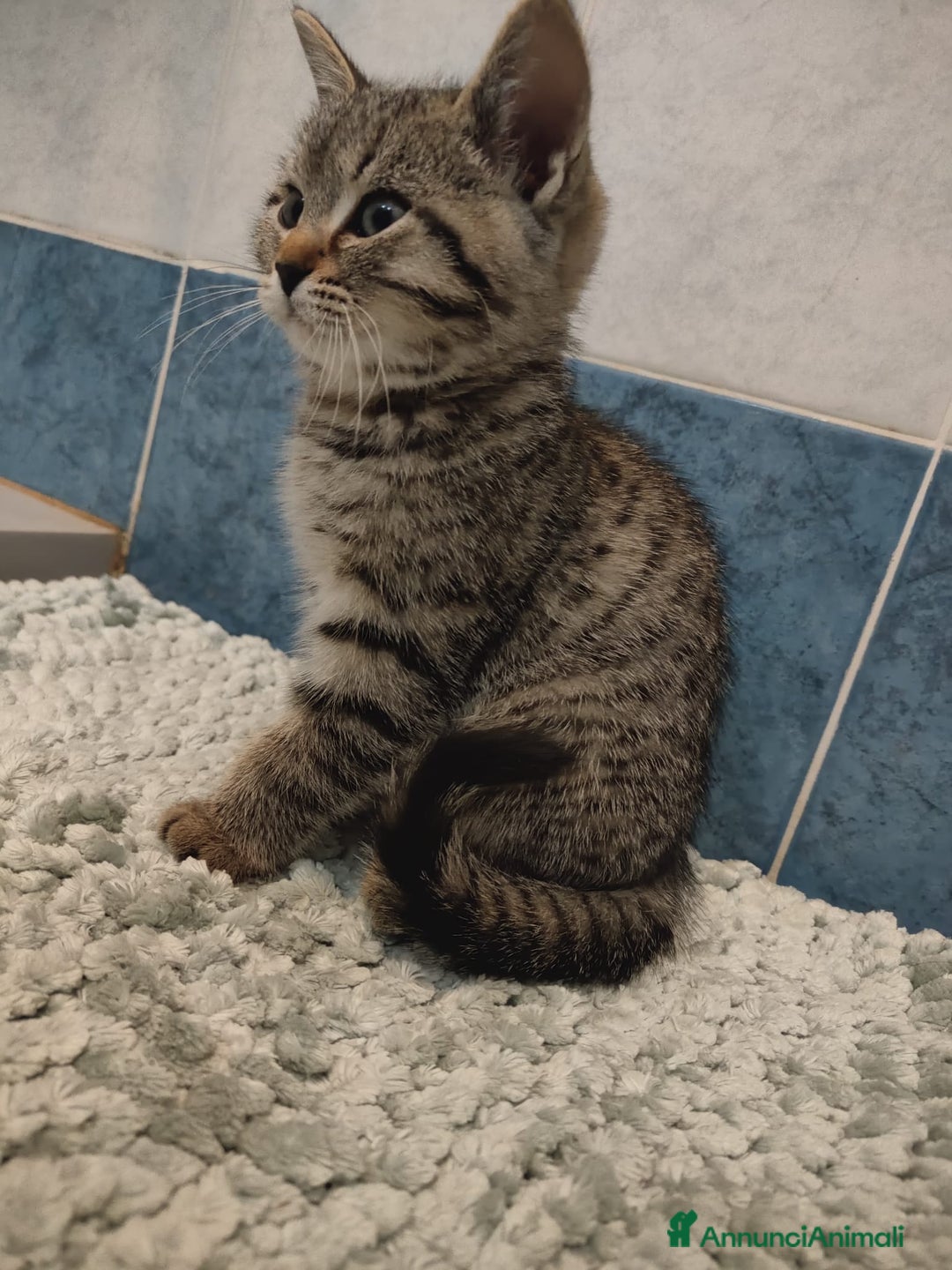 Meticcio gatti in vendita: Gattini - Annuncio 4