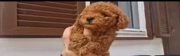 Barboncino Toy cani in vendita: Barboncino toy - Annuncio 4
