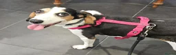 Meticcio cani in regalo: Trovatelli cercano urgentemente casa a Provincia di Monza e della Brianza - Annuncio 2