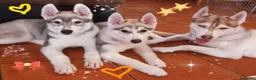 Husky cani in vendita: Splendidi cuccioli di Siberian Husky  - Annuncio 4