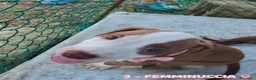 Pitbull cani in vendita: Cuccioli tipo Amstaff Pitbull  a Città metropolitana di Roma Capitale - Annuncio 4