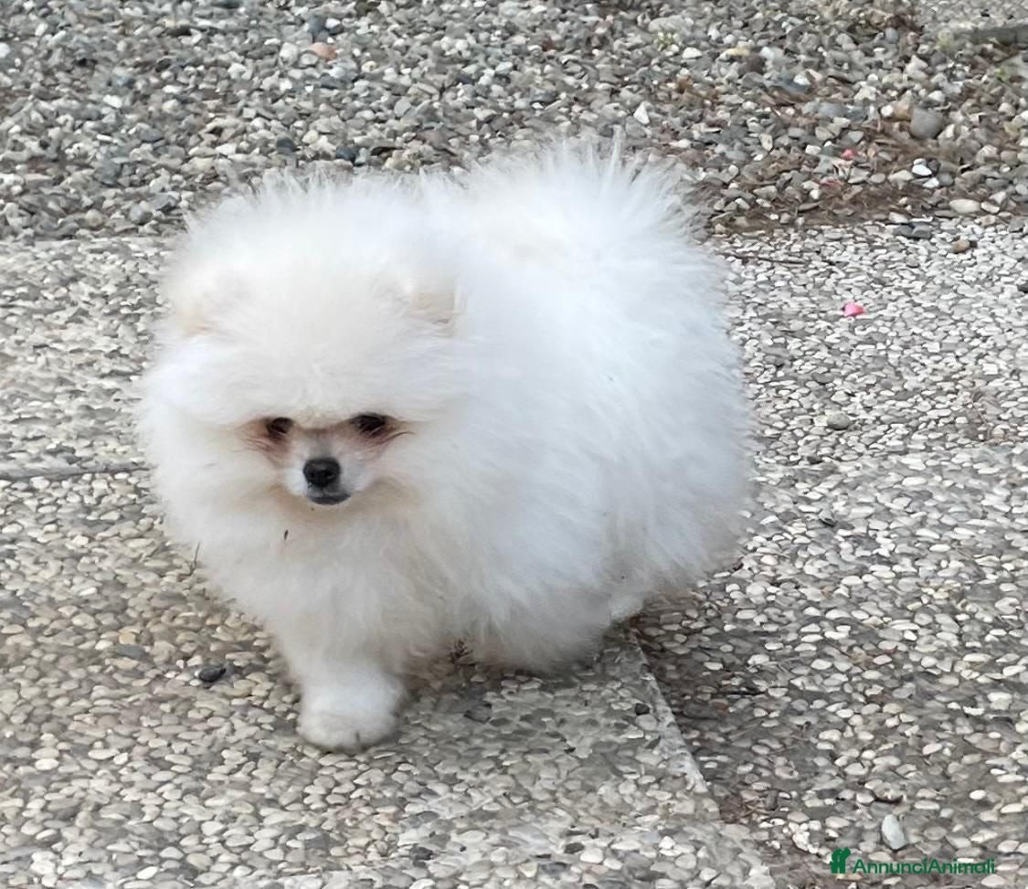 Volpino Pomerania cani Volpino di Pomerania  - Annuncio 1