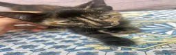 Europeo gatti in regalo: GATTINI MERAVIGLIOSI  a Provincia di Crotone - Annuncio 8
