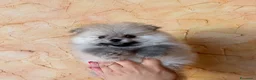 Volpino Pomerania cani in vendita: Cuccioli di Pomerania nano  - Annuncio 20