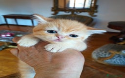 Scottish gatti in vendita: Gattini Scottish Straight  a Provincia di Modena - Immagine 19