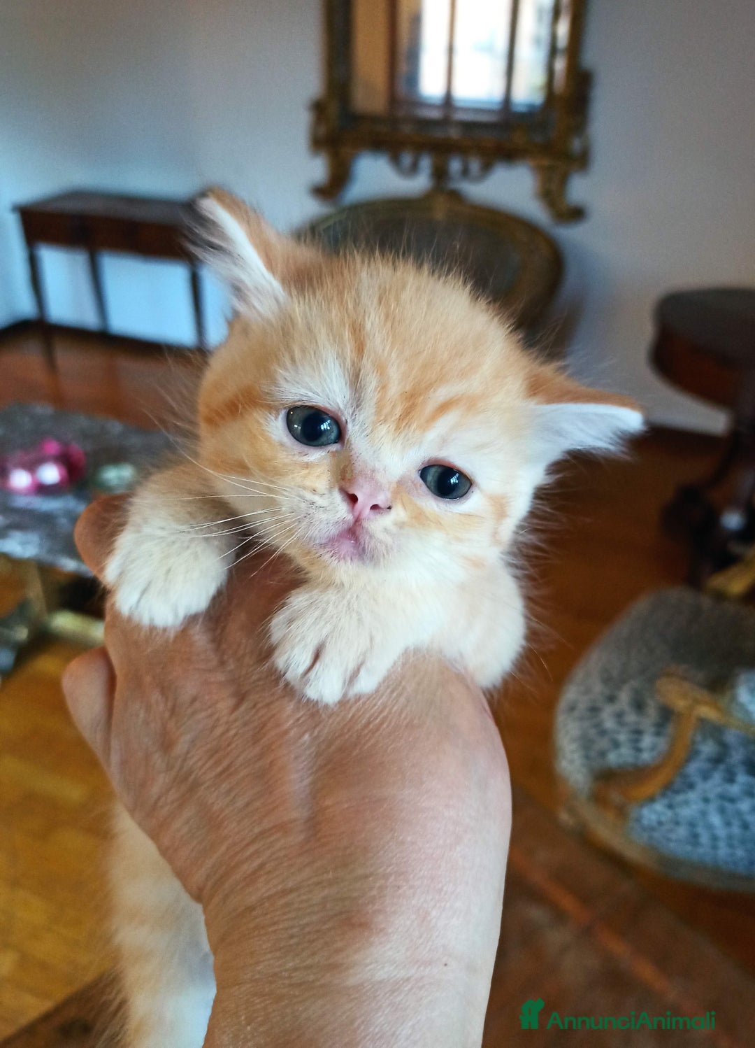 Scottish gatti in vendita: Gattini Scottish Straight  a Provincia di Modena - Immagine 19