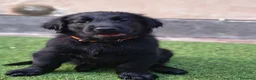 Flat Coated cani in vendita: Cuccioli flat coated retriever  - Annuncio 4