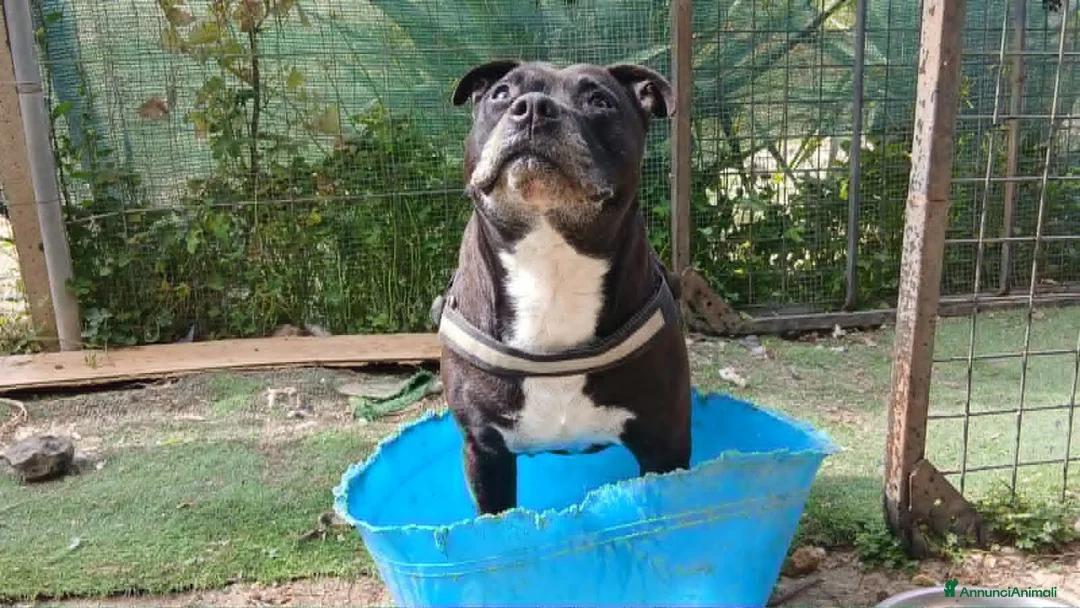 Pitbull cani in regalo: dolce roy in regalo - Annuncio 1