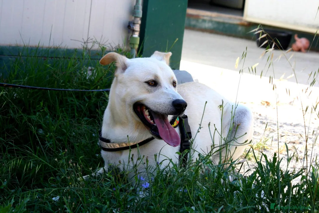 Meticcio cani in regalo: Joy in adozione - Annuncio 4