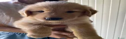 Golden Retriever cani in vendita: Cuccioli Golden retriver americano con pedigree a Provincia di Lecce - Annuncio 6