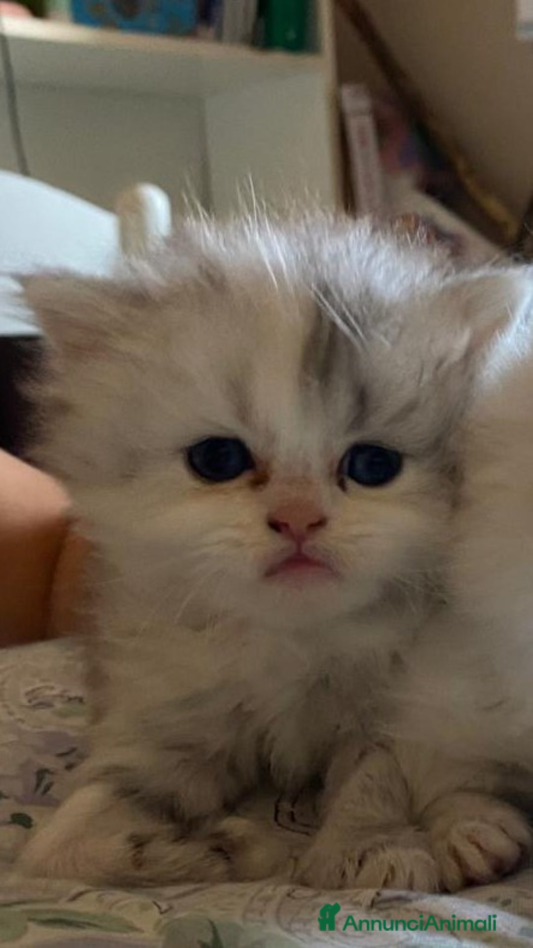 Persiano gatti in vendita: Gattini persiani normotipo  a Provincia di Reggio Emilia - Immagine 25