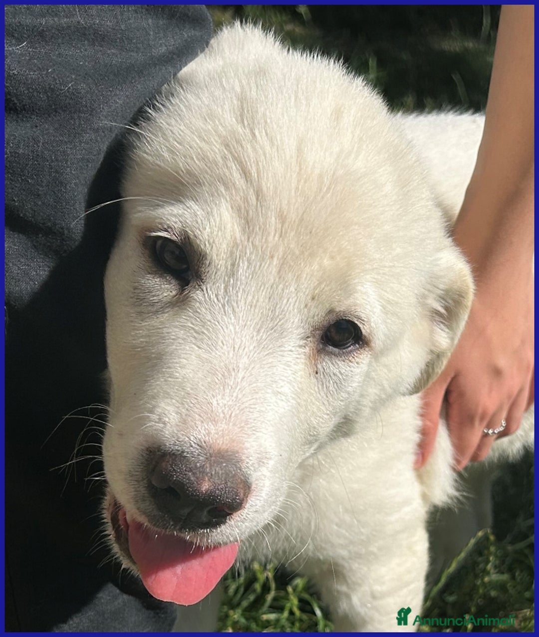 Pastore Maremmano cani in regalo: MAYO, CUCCIOLA 2 MESI MIX MAREMMANA, MERAVIGLIOSA  - Annuncio 7