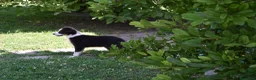Australian Shepherd cani in vendita: Cucciolo Tricolor Black Maschio a Provincia di Alessandria - Annuncio 3