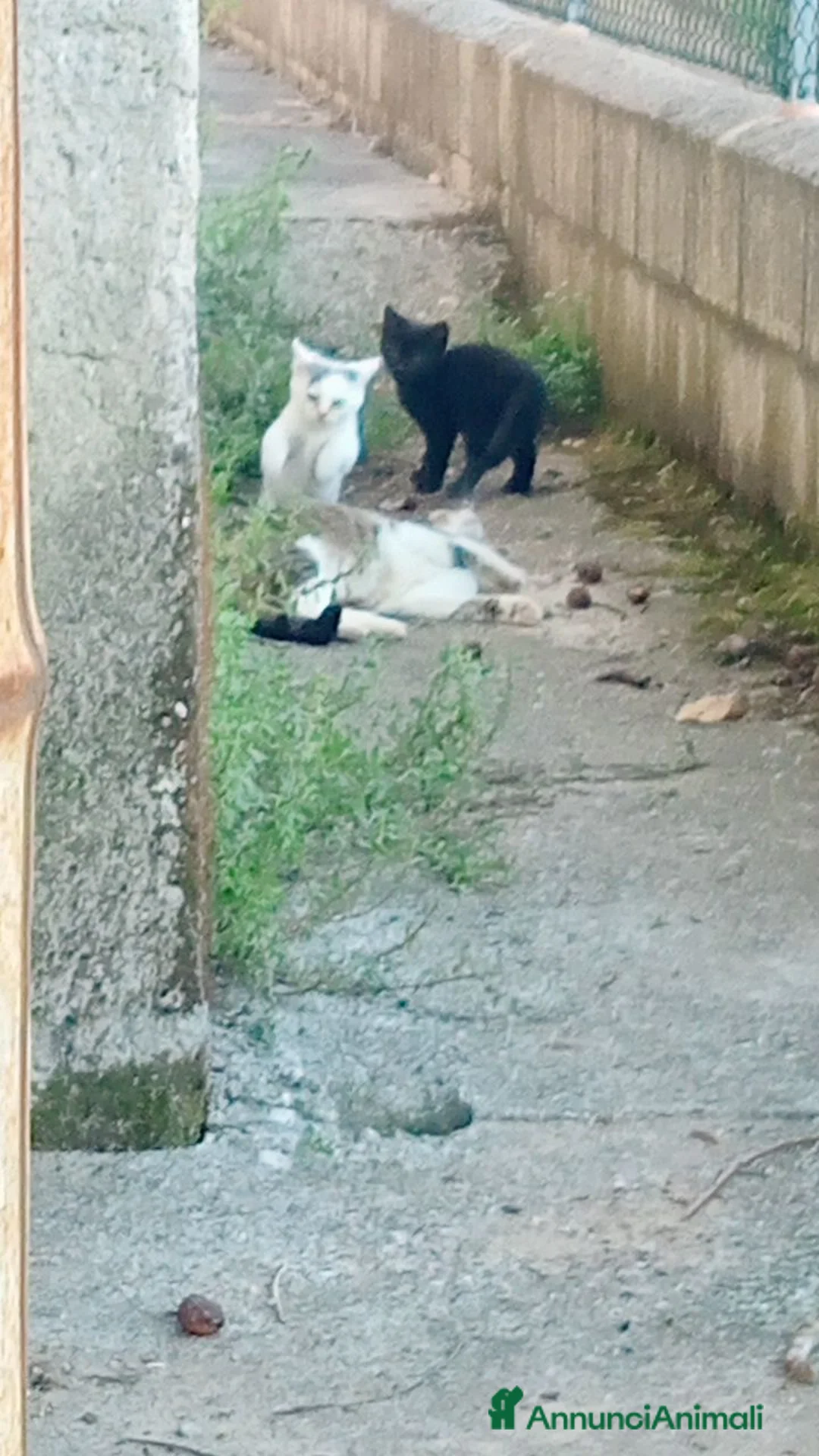 Meticcio gatti in regalo: Gattine a Provincia di Treviso - Annuncio 1
