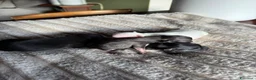 Chihuahua cani in vendita: Chihuahua a Provincia di Brescia - Annuncio 4