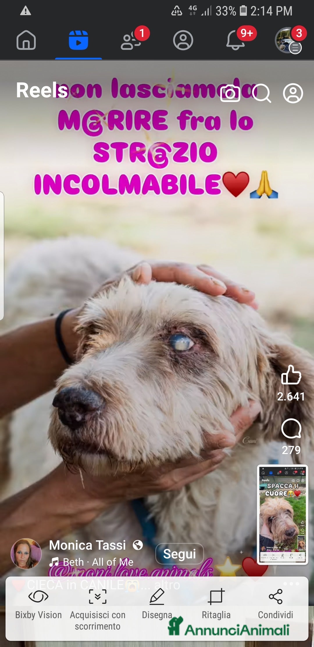 Meticcio cani ADOZ.DEL CUORE: cieca in canile,il vuoi é dolore! - Annuncio 1