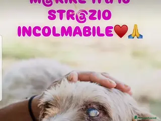 Meticcio cani ADOZ.DEL CUORE: cieca in canile,il vuoi é dolore! - Annuncio 38