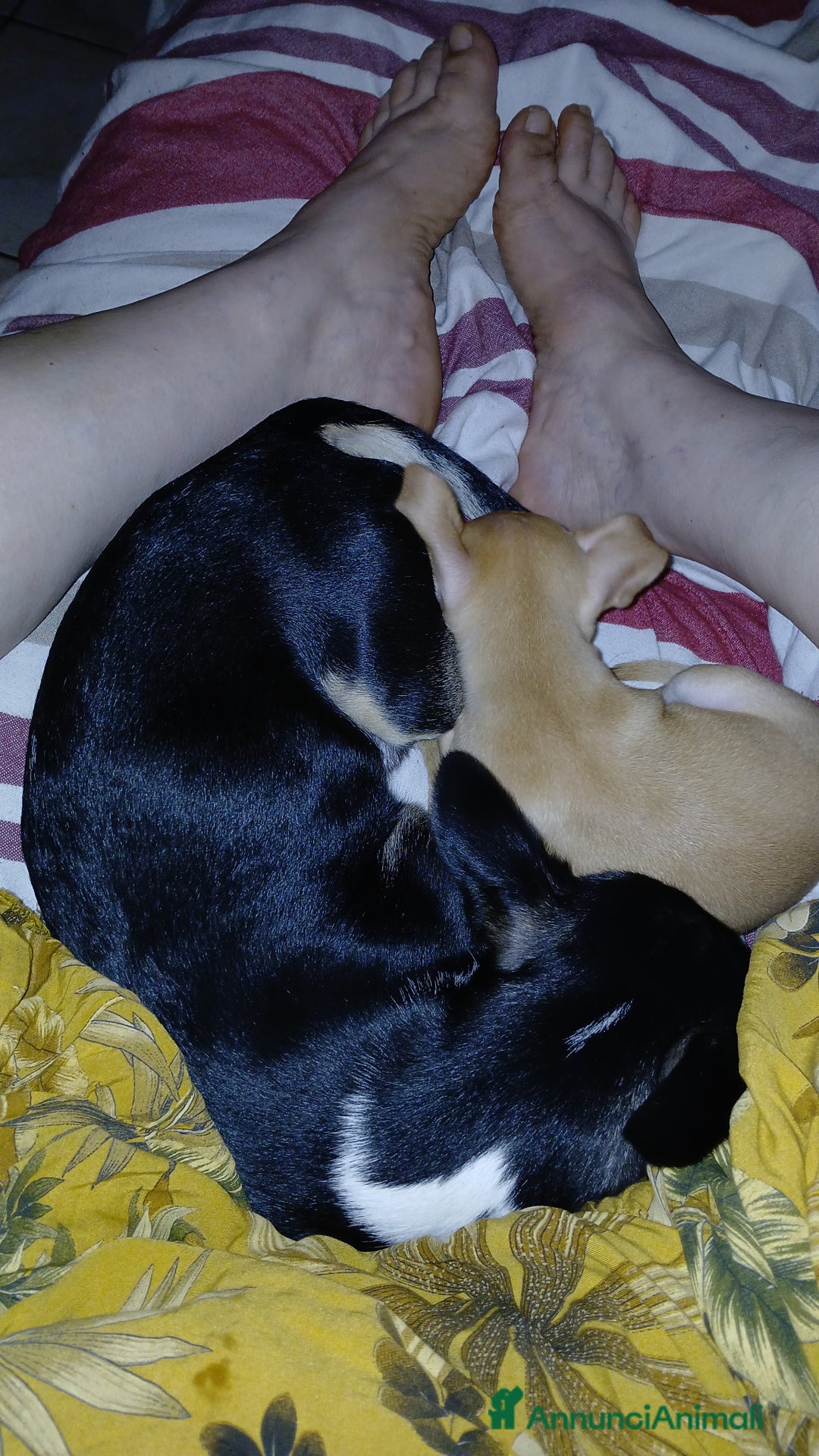 Chihuahua cani in vendita: Chihuahua Cuccioli stupendi a Città metropolitana di Roma Capitale - Immagine 17