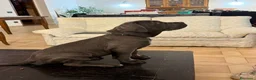 Cane Corso cani in vendita: Cuccioli di cane corso  - Annuncio 3
