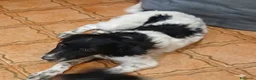 Meticcio cani in regalo: Dada  - Annuncio 4