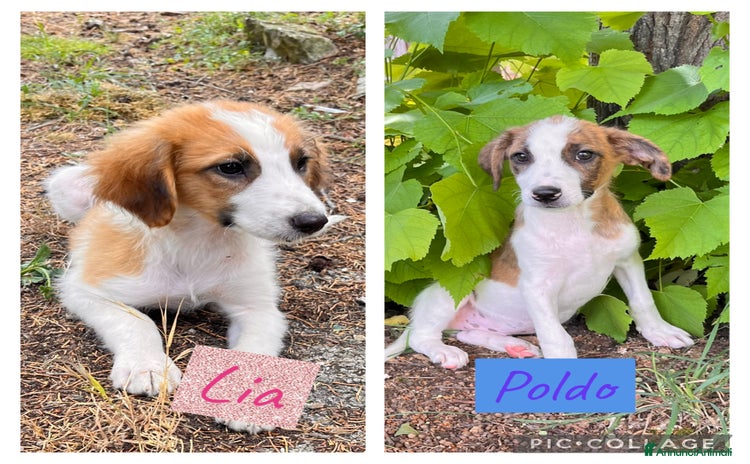 Meticcio cani a Provincia di Salerno - Annuncio 7