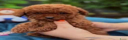 Barboncino Toy cani in vendita: Barboncino toy - Annuncio 1