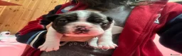 Bulldog Francese cani in vendita: Bulldog francese  a Città metropolitana di Sassari - Annuncio 4
