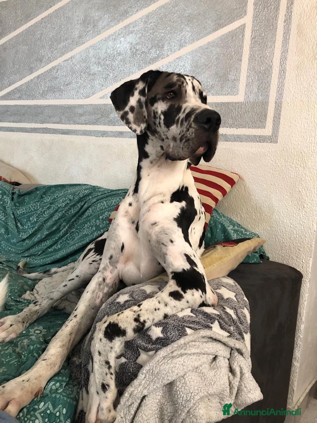 Alano cani in regalo: Alano arlecchino - Annuncio 4