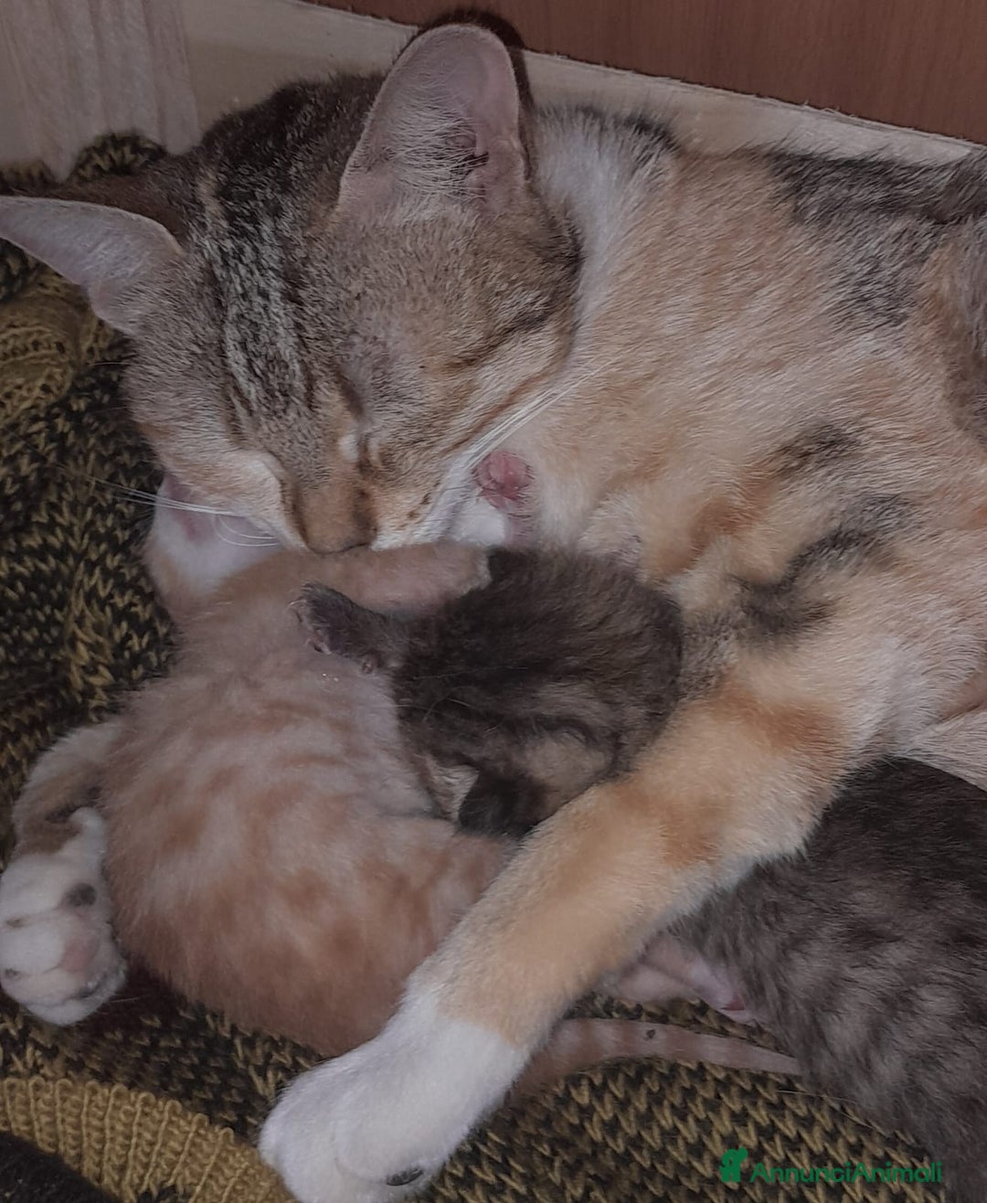 Meticcio gatti in regalo: BENEVENTO GATTINE CERCANO CASA - Annuncio 7