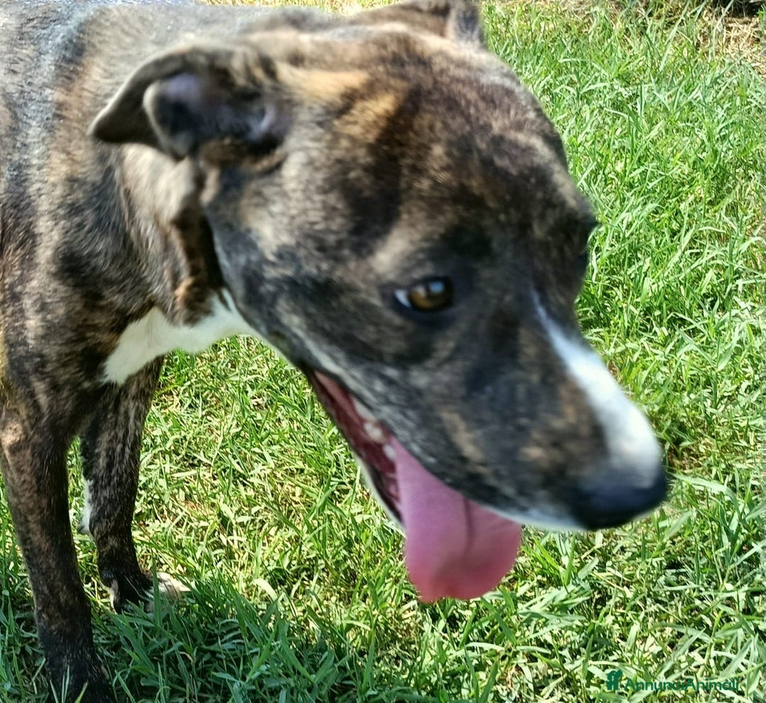 Meticcio cani in regalo: Tria, fantastica cucciola molossina a Provincia di Latina - Immagine 5
