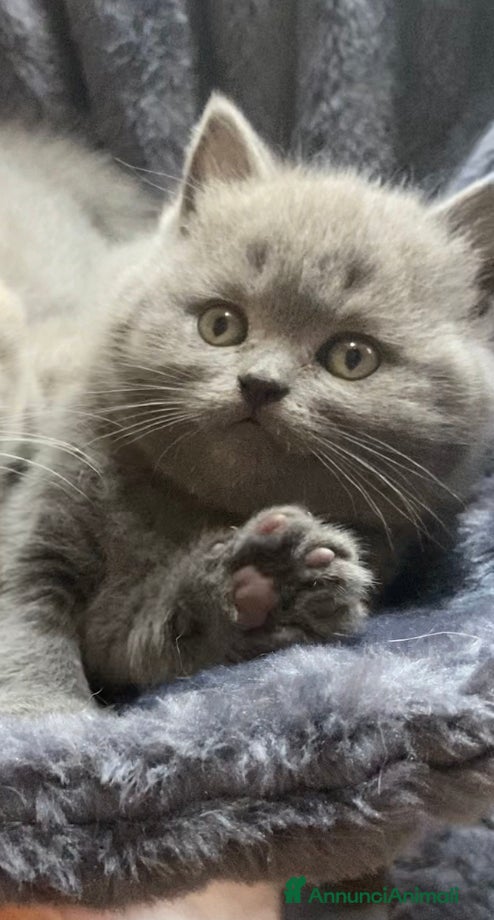 Scottish gatti Splendidi cuccioli Scottish Straight Blue  - Annuncio 10