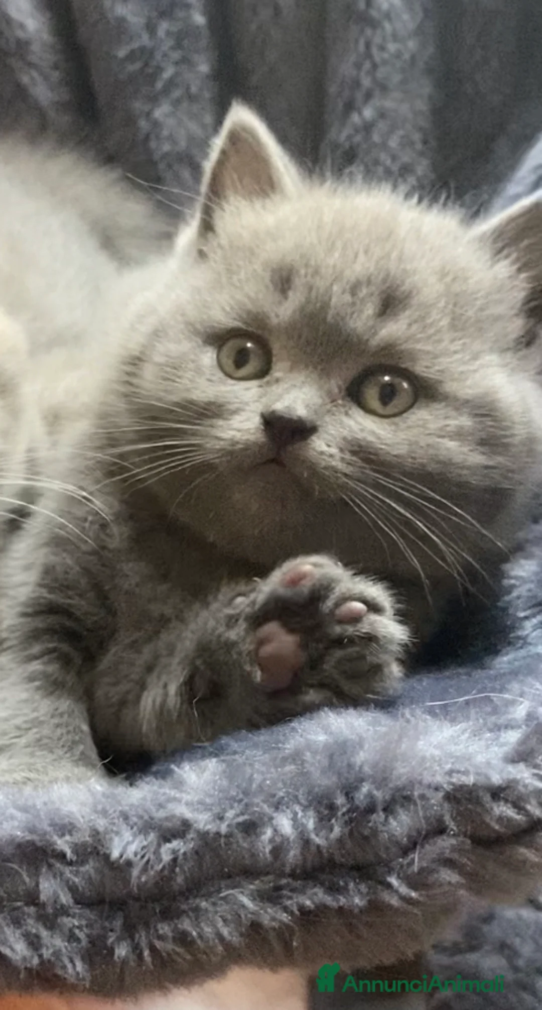 Scottish gatti in vendita: Splendidi cuccioli Scottish Straight Blue  - Annuncio 1