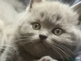 Scottish gatti Splendidi cuccioli Scottish Straight Blue - Annuncio 2