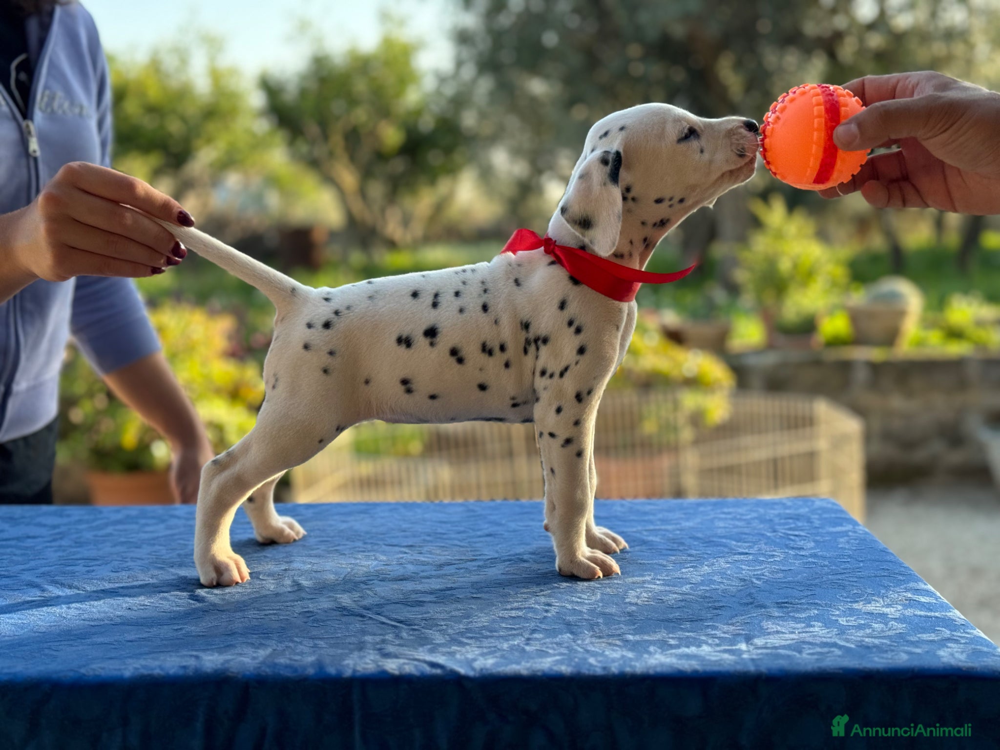 Dalmata cani Splendidi cuccioli di Dalmata con pedigree - Annuncio 1
