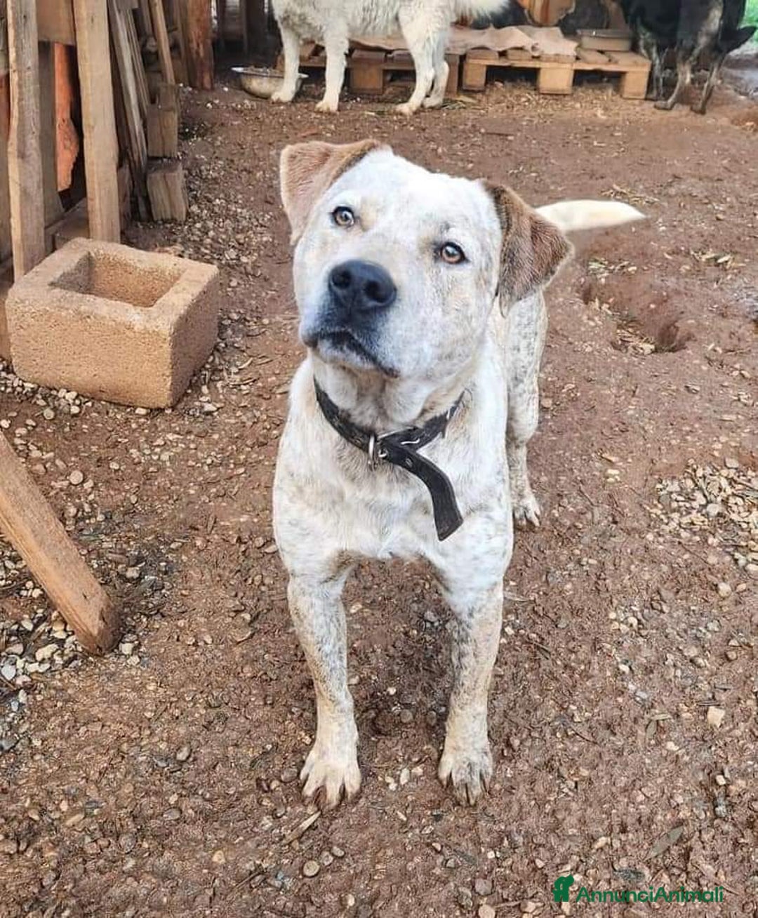 Meticcio cani in regalo: Molossino 18mesi solo tutto il giorno.CALABRIA SOS a Città metropolitana di Milano - Annuncio 3