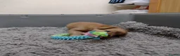 Volpino Italiano cani in regalo: Splendido cucciolo di Volpino (Catania)  - Annuncio 5