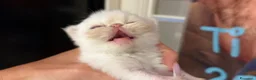 Persiano gatti in vendita: gattina persiana - Annuncio 3