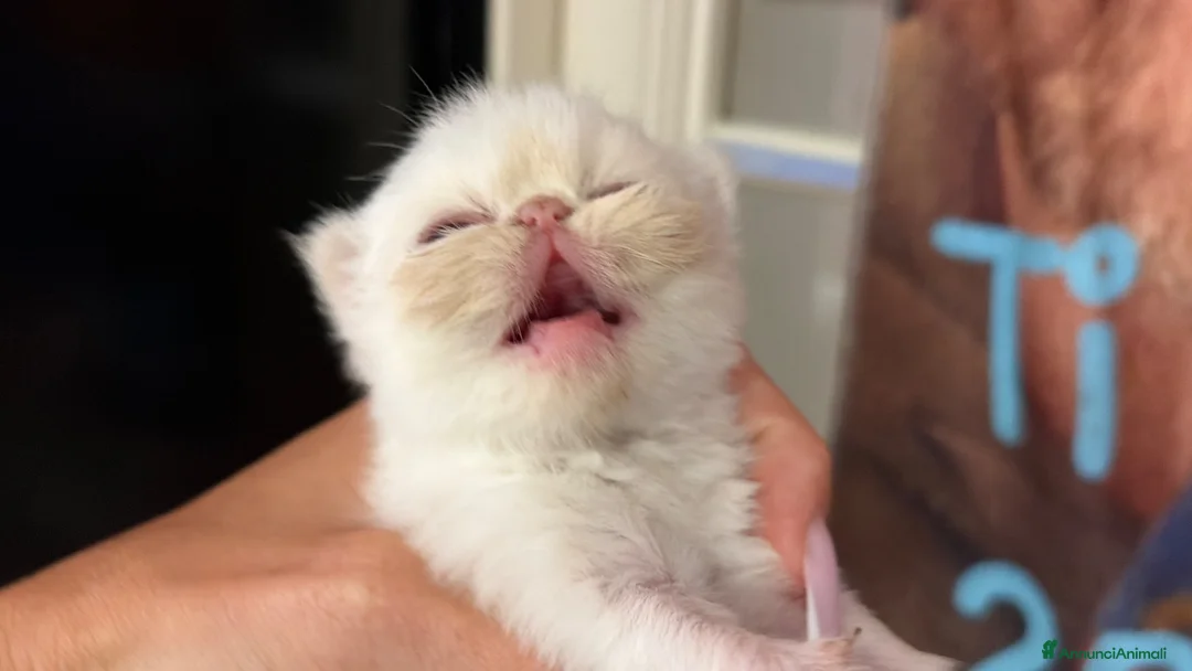Persiano gatti in vendita: gattina persiana - Annuncio 3