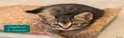 Altre razze gatti in regalo: Tanti gattini desiderosi di trovare casa  a Provincia di Bergamo - Annuncio 9