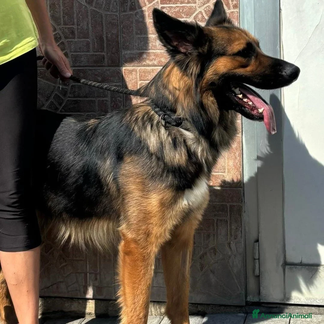 Meticcio cani in regalo: NEO BELLISSIMO PASTORE TEDESCO - Annuncio 2