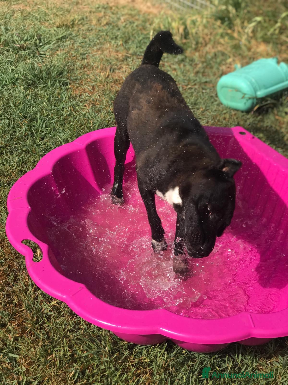 Meticcio cani LUDMILLA simil Shar Pei dal carattere esplosivo a Provincia di Latina - Annuncio 2