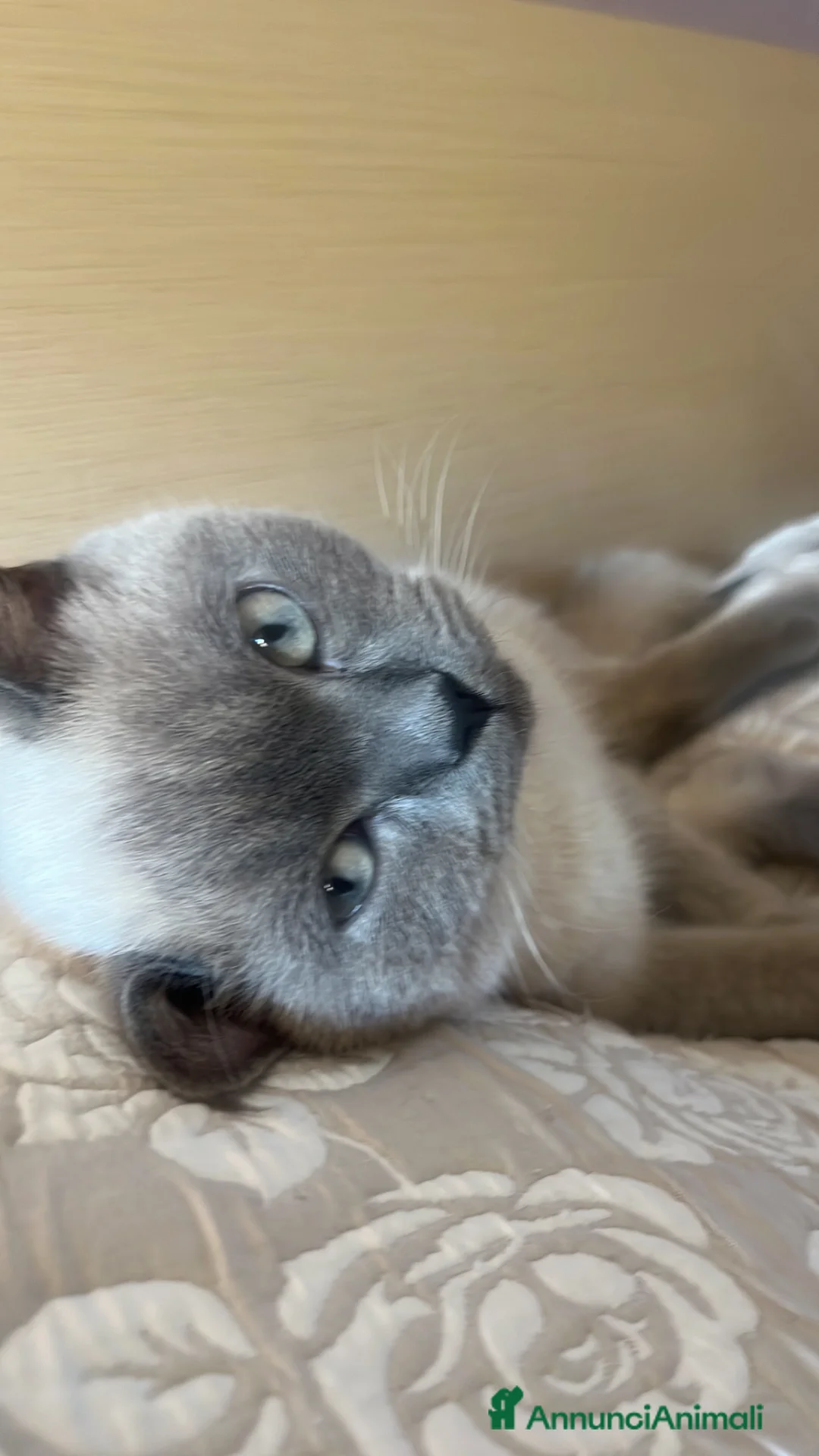 Scottish gatti per accoppiamento: Per monta maschio Scottish straight  - Annuncio 5