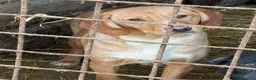 Meticcio cani in regalo: TOM & TINO, buffissimi cuccioli orecchie lunghe! - Annuncio 11