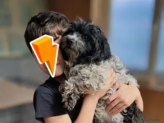 Meticcio cani Taglia piccola cerca famiglia a Provincia di Verona - Annuncio 25